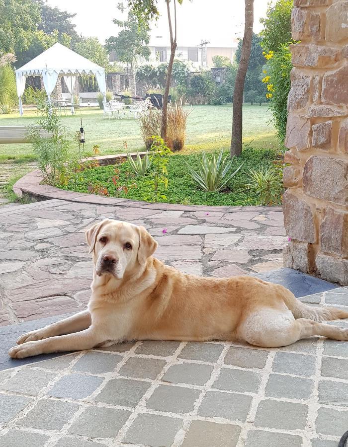A Dog'S Story, Jaipur Exterior photo