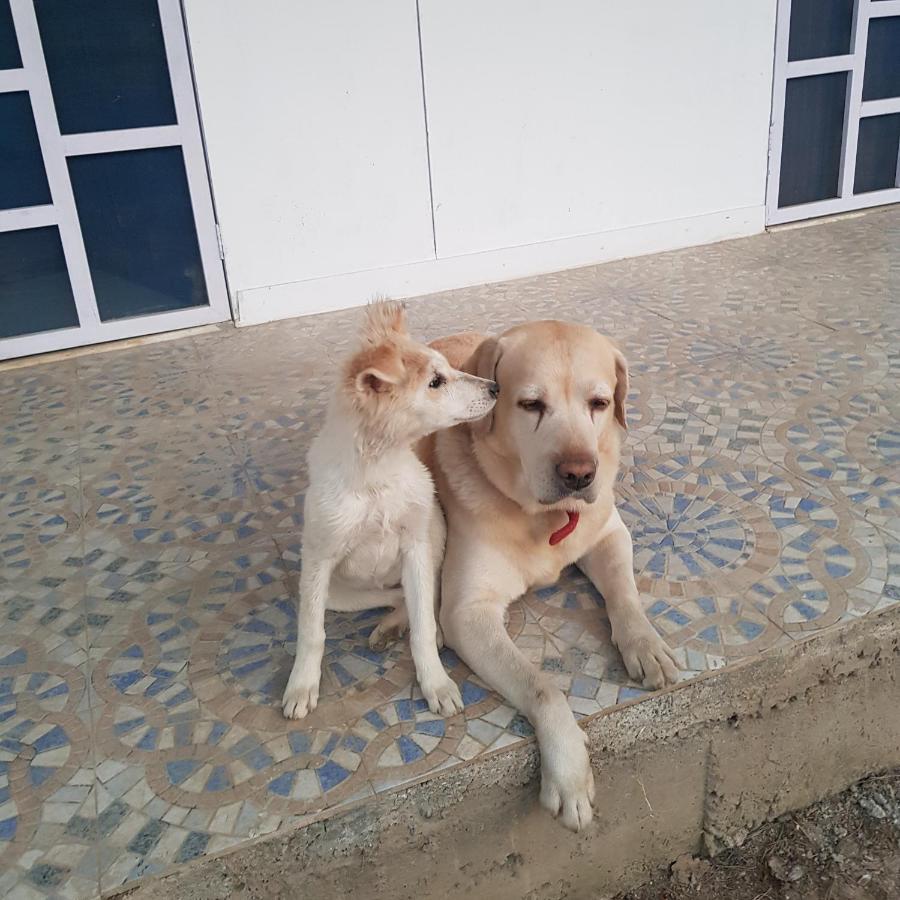 A Dog'S Story, Jaipur Exterior photo