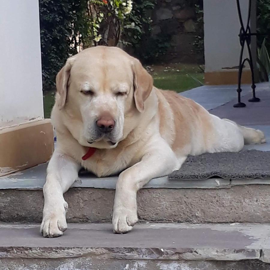 A Dog'S Story, Jaipur Exterior photo