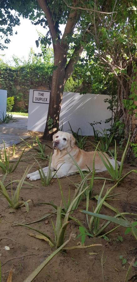 A Dog'S Story, Jaipur Exterior photo